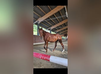 Caballo alemán, Caballo castrado, 3 años, 176 cm, Alazán-tostado