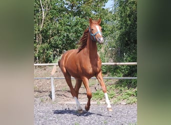 Caballo alemán, Caballo castrado, 3 años, Alazán