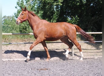 Caballo alemán, Caballo castrado, 3 años, Alazán