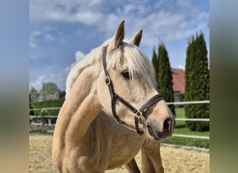 Caballo alemán, Caballo castrado, 4 años, 148 cm, Palomino