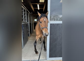 Caballo alemán Mestizo, Caballo castrado, 4 años, 150 cm