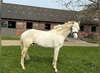 Caballo alemán, Caballo castrado, 4 años, 158 cm, Cremello