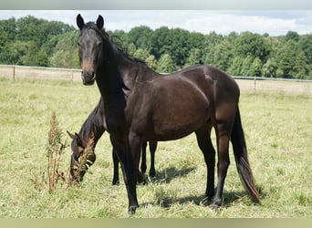 Caballo alemán, Caballo castrado, 4 años, 158 cm, Morcillo