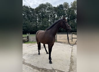 Caballo alemán, Caballo castrado, 4 años, 160 cm, Castaño oscuro