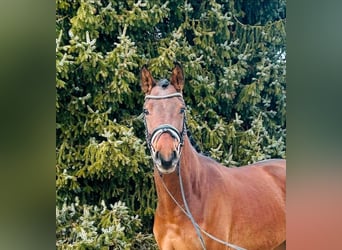 Caballo alemán, Caballo castrado, 4 años, 163 cm, Castaño