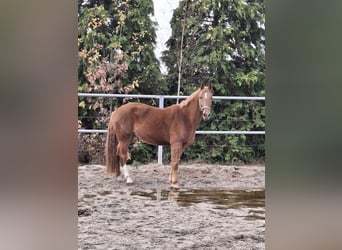 Caballo alemán, Caballo castrado, 4 años, 165 cm, Alazán-tostado