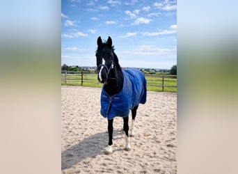 Caballo alemán, Caballo castrado, 4 años, 165 cm, Castaño oscuro