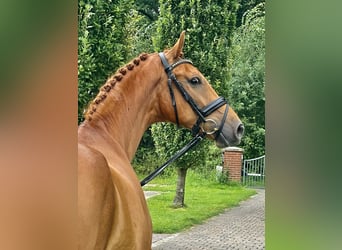 Caballo alemán, Caballo castrado, 4 años, 167 cm, Alazán