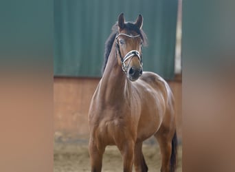 Caballo alemán, Caballo castrado, 4 años, 167 cm, Castaño
