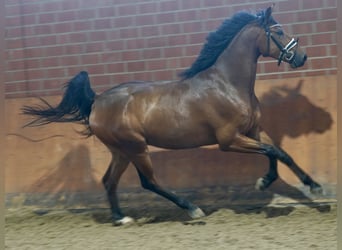 Caballo alemán, Caballo castrado, 4 años, 167 cm, Castaño