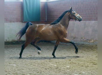 Caballo alemán, Caballo castrado, 4 años, 167 cm, Castaño
