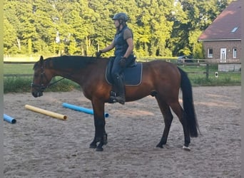 Caballo alemán, Caballo castrado, 4 años, 167 cm, Castaño