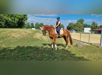 Caballo alemán, Caballo castrado, 4 años, 168 cm, Alazán