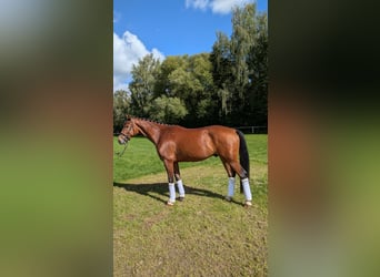 Caballo alemán, Caballo castrado, 4 años, 168 cm, Castaño
