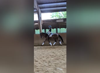 Caballo alemán, Caballo castrado, 4 años, 168 cm, Castaño