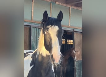 Caballo alemán, Caballo castrado, 4 años, 169 cm, Tobiano-todas las-capas