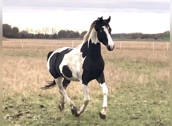 Caballo alemán, Caballo castrado, 4 años, 169 cm, Tobiano-todas las-capas