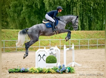 Caballo alemán, Caballo castrado, 4 años, 169 cm, Tordo