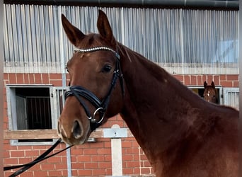 Caballo alemán, Caballo castrado, 4 años, 170 cm, Alazán