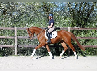 Caballo alemán, Caballo castrado, 4 años, 170 cm, Alazán