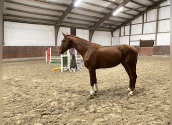 Caballo alemán, Caballo castrado, 4 años, 170 cm, Alazán