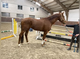 Caballo alemán, Caballo castrado, 4 años, 170 cm, Alazán