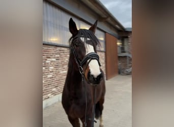 Caballo alemán, Caballo castrado, 4 años, 170 cm, Castaño oscuro