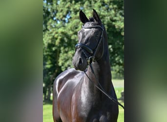Caballo alemán, Caballo castrado, 4 años, 171 cm, Negro