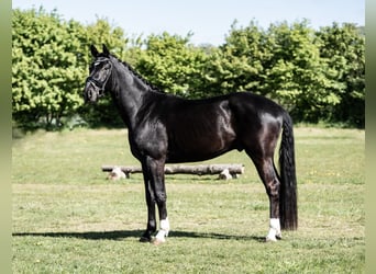 Caballo alemán, Caballo castrado, 4 años, 171 cm, Negro