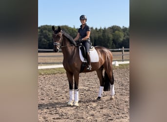 Caballo alemán, Caballo castrado, 4 años, 175 cm, Castaño oscuro