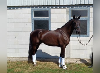 Caballo alemán, Caballo castrado, 4 años, 177 cm, Negro