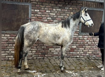 Caballo alemán, Caballo castrado, 5 años, 156 cm, Tordo rodado