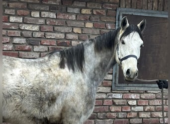 Caballo alemán, Caballo castrado, 5 años, 156 cm, Tordo rodado