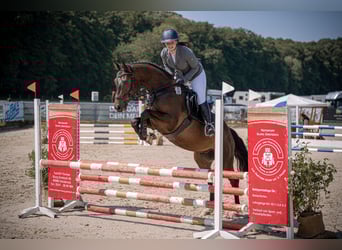 Caballo alemán, Caballo castrado, 5 años, 160 cm, Castaño oscuro