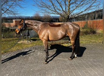 Caballo alemán, Caballo castrado, 5 años, 161 cm, Castaño