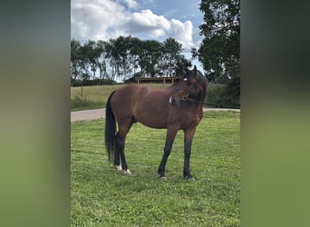 Caballo alemán, Caballo castrado, 5 años, 162 cm, Castaño