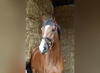 Caballo alemán, Caballo castrado, 5 años, 162 cm, Castaño