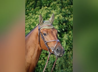 Caballo alemán, Caballo castrado, 5 años, 163 cm, Castaño