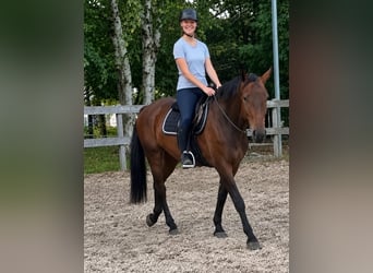 Caballo alemán, Caballo castrado, 5 años, 165 cm, Castaño