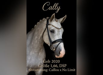 Caballo alemán, Caballo castrado, 5 años, 166 cm, Tordo