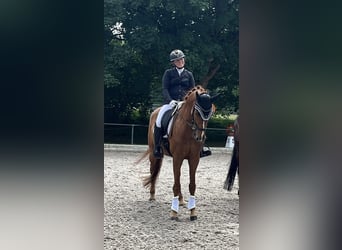 Caballo alemán, Caballo castrado, 5 años, 167 cm, Alazán