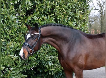 Caballo alemán, Caballo castrado, 5 años, 168 cm, Castaño