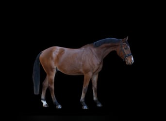 Caballo alemán, Caballo castrado, 5 años, 168 cm, Castaño