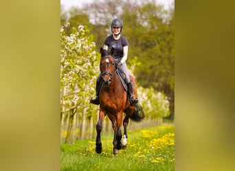 Caballo alemán, Caballo castrado, 5 años, 170 cm, Castaño