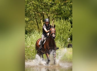 Caballo alemán, Caballo castrado, 5 años, 170 cm, Castaño