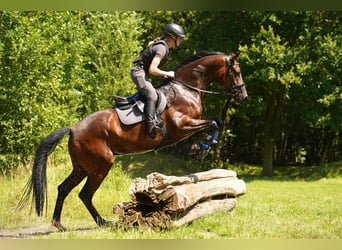 Caballo alemán, Caballo castrado, 5 años, 170 cm, Castaño