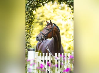 Caballo alemán, Caballo castrado, 5 años, 170 cm, Castaño