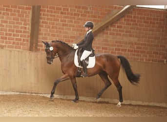 Caballo alemán, Caballo castrado, 5 años, 170 cm, Castaño