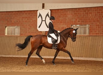 Caballo alemán, Caballo castrado, 5 años, 170 cm, Castaño