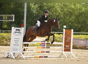 Caballo alemán, Caballo castrado, 5 años, 170 cm, Castaño